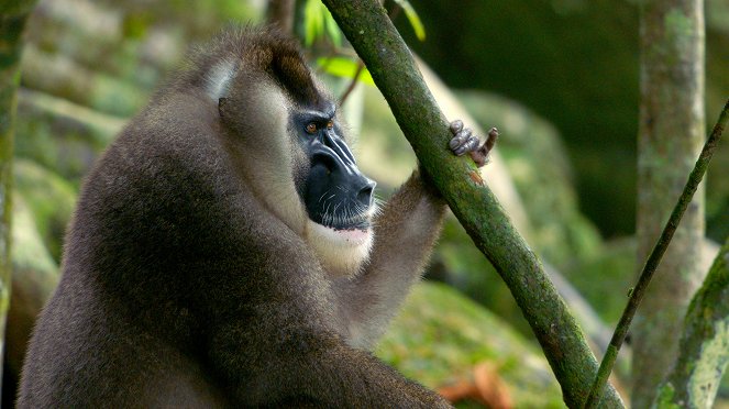 Primates - Secrets of Survival - Van film