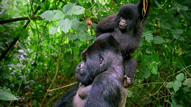 Primates - Secrets of Survival - Do filme