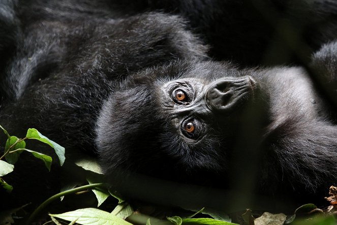 Primates - Überlebensstrategien - Filmfotos