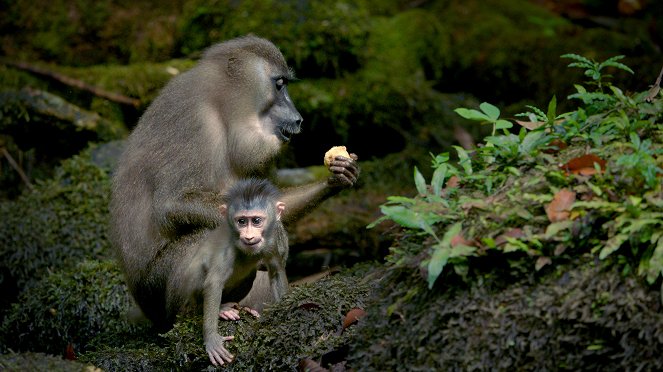 Primates - Secrets of Survival - Do filme