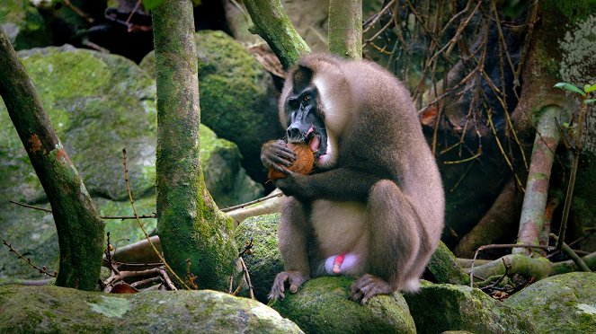 Primates - Secrets of Survival - Van film