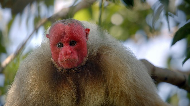 Primates - Überlebensstrategien - Filmfotos