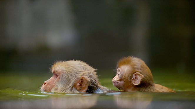Primates - Secrets of Survival - Kuvat elokuvasta
