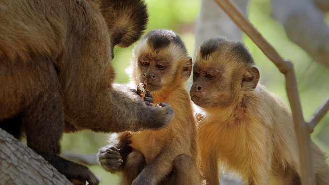 Primates - Secrets of Survival - Z filmu