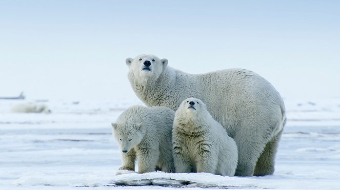 Amerikas Arktis - Ein Paradies in Gefahr - Van film