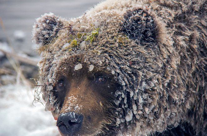 Niedźwiedzie grizzly z Jukonu - Z filmu