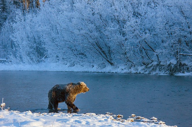 Divocí medvědi grizzly z Yukonu - Z filmu
