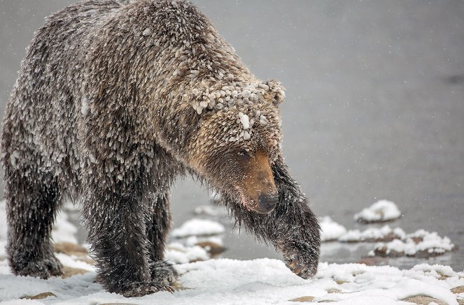 A Yukon vad grizzlymedvéi - Filmfotók