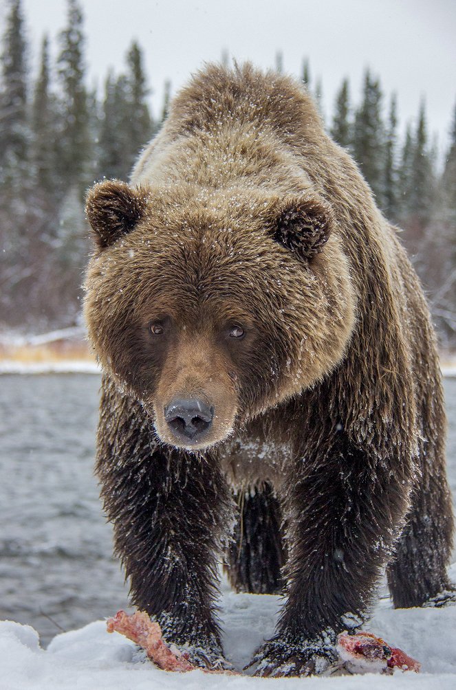 Yukon’s Wild Grizzlies - Kuvat elokuvasta