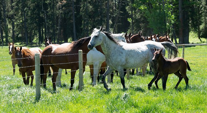 Heartland - Paradies für Pferde - Season 12 - Heimatlos - Filmfotos