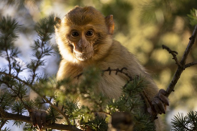 Primates - Familienangelegenheiten - Filmfotos