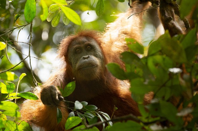 Primates - Familienangelegenheiten - Filmfotos