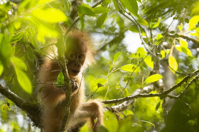 Primates - Familienangelegenheiten - Filmfotos