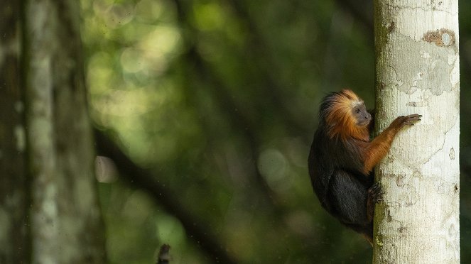 Primates - Familienangelegenheiten - Filmfotos