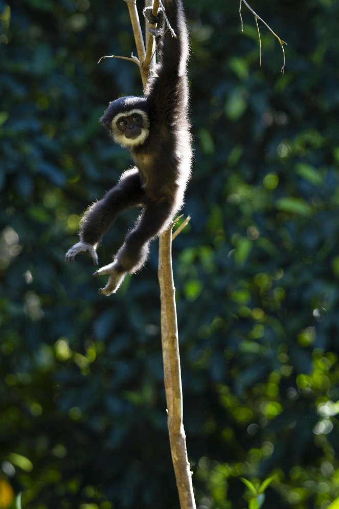 Primates - Familienangelegenheiten - Filmfotos