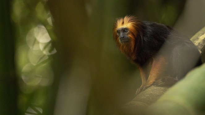 Primates - Family Matters - Kuvat elokuvasta