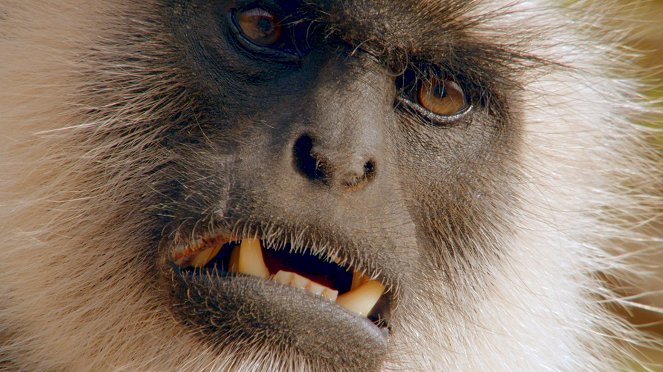 Primates - Family Matters - Photos