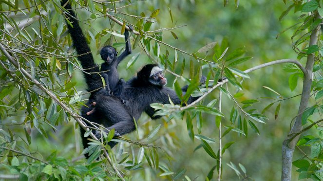 Primates - Familienangelegenheiten - Filmfotos