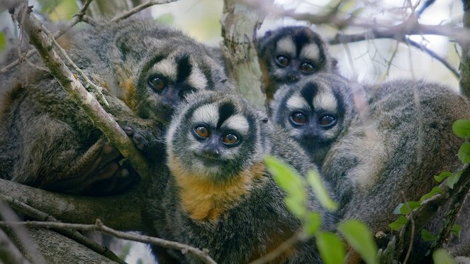 Primates - Familienangelegenheiten - Filmfotos