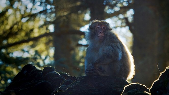 Primates - Familienangelegenheiten - Filmfotos