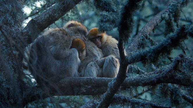 Primates - Family Matters - De la película