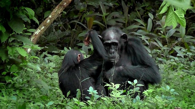 Primates - Protecting Primates - De la película
