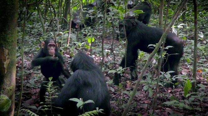 Primates - Protecting Primates - De filmes