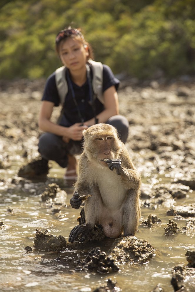 Primates - Protecting Primates - Do filme