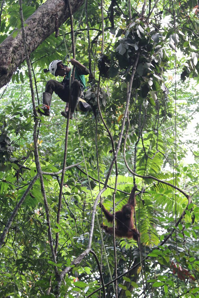 Primates - Schutz für die Primaten - Filmfotos