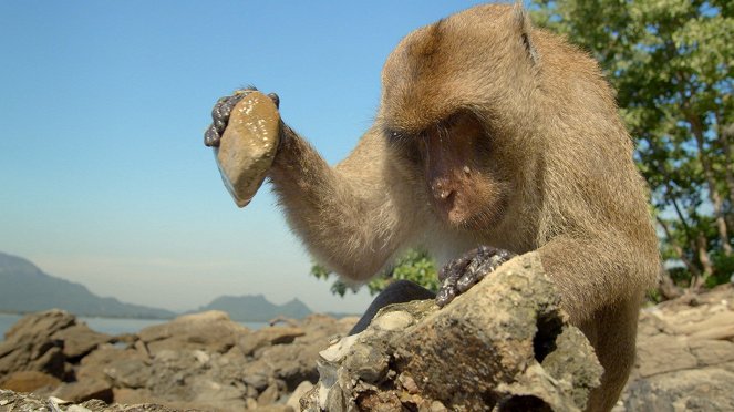 Primates - Schutz für die Primaten - Filmfotos
