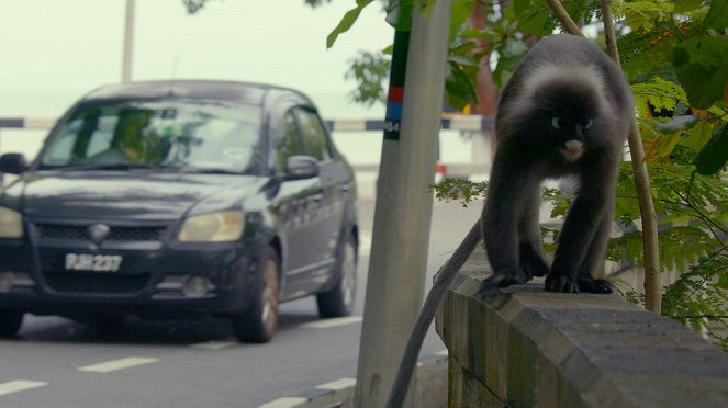 Főemlősök - A főemlősök védelme - Filmfotók