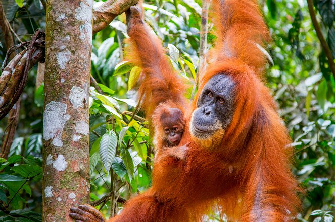 Primates - Protecting Primates - Kuvat elokuvasta