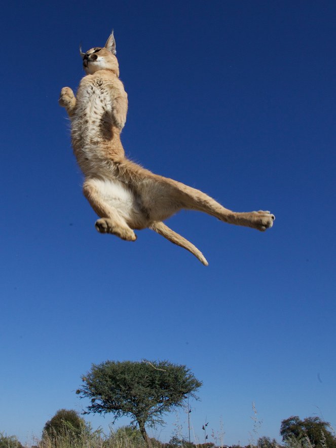 Tierisch abgehoben - Wenn Tiere fliegen - Filmfotos