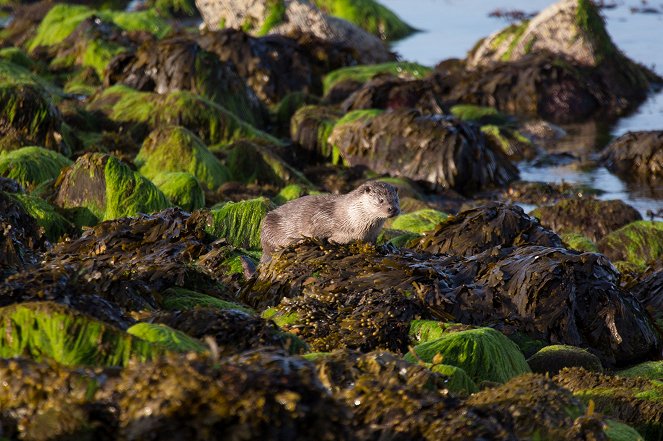 Shetland's Otters: The Tale of a Draatsi Family - Photos