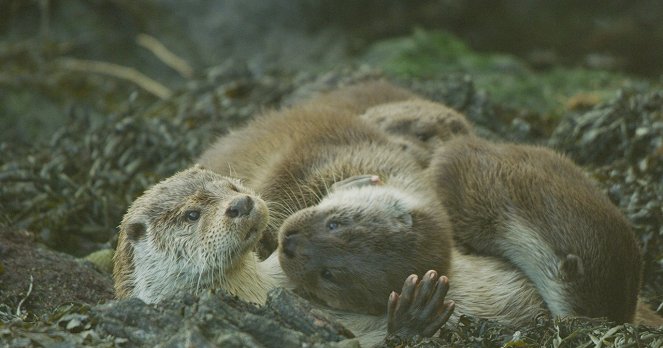 Shetland's Otters: The Tale of a Draatsi Family - Photos