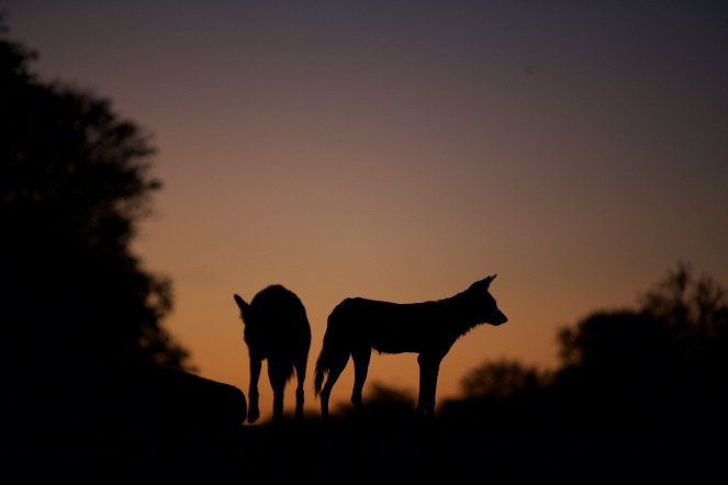Terra Mater: Wildhunde - Überleben im Land der Löwen - Filmfotók