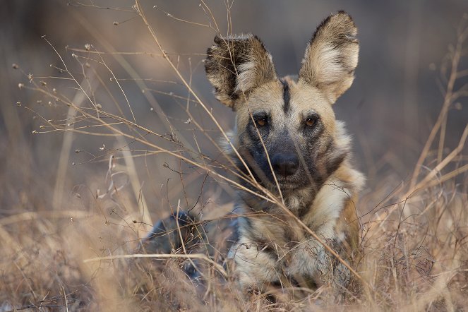 Terra Mater: Wildhunde - Überleben im Land der Löwen - Filmfotos