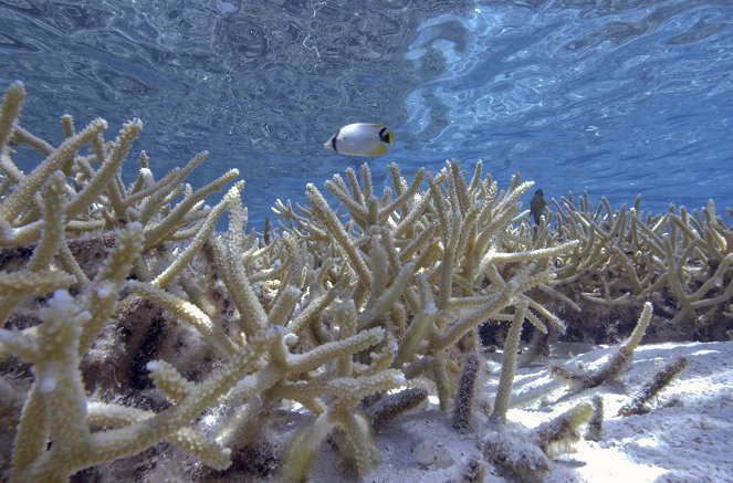 Die Rettung der Korallen - Filmfotos