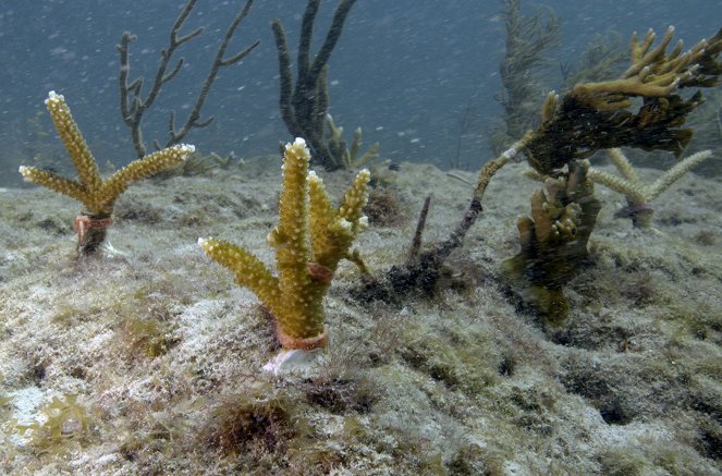 Die Rettung der Korallen - Filmfotos
