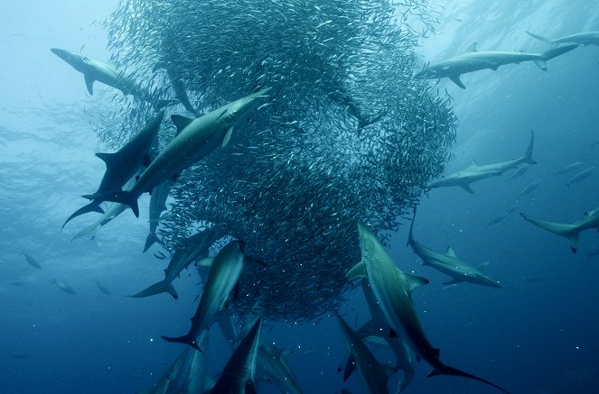 Cinquante nuances de requins - Kuvat elokuvasta