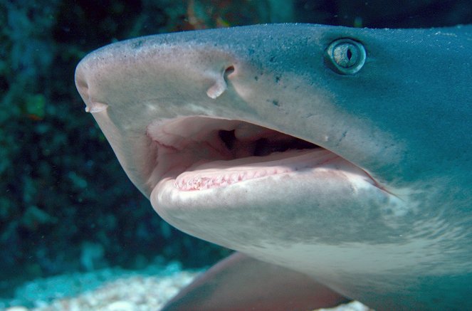 Cinquante nuances de requins - Film