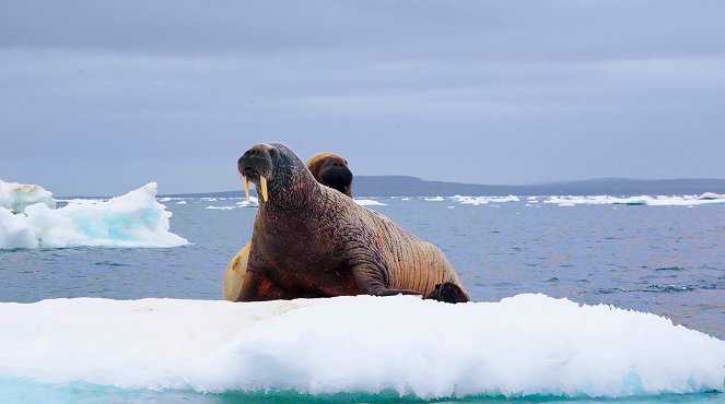 Faszination Arktis: Tauchgang unter dünnem Eis - Filmfotos
