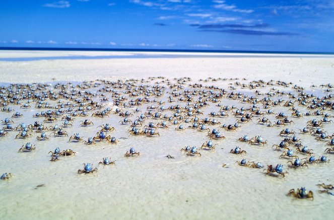 Australia's Ocean Odyssey: A Journey Down the East Australian Current - Photos