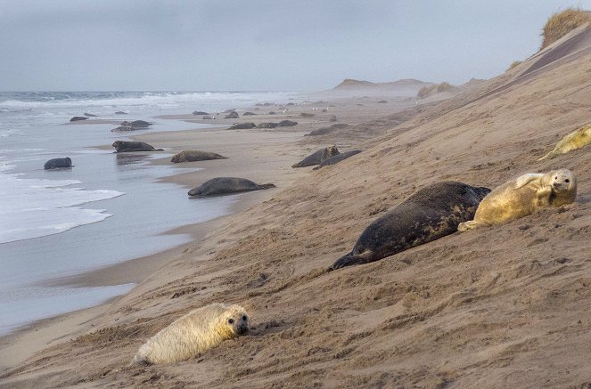 Seals Of Sable - Kuvat elokuvasta