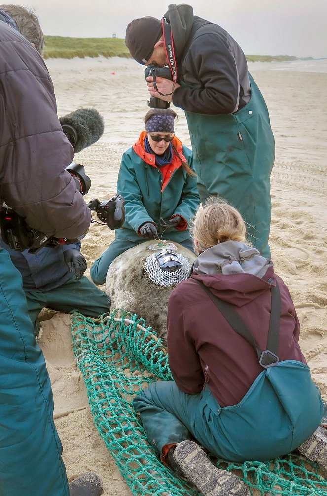 Canada, les phoques gris de l’île de Sable - Film