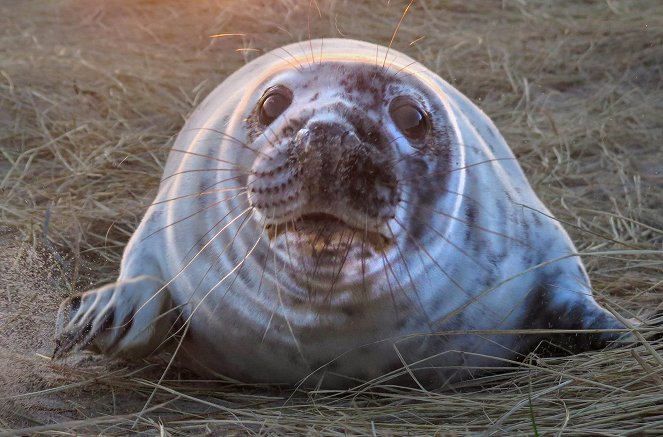 Seals Of Sable - Z filmu