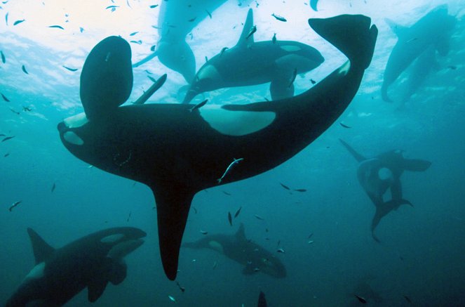 Norvège : Le festin des orques - Film