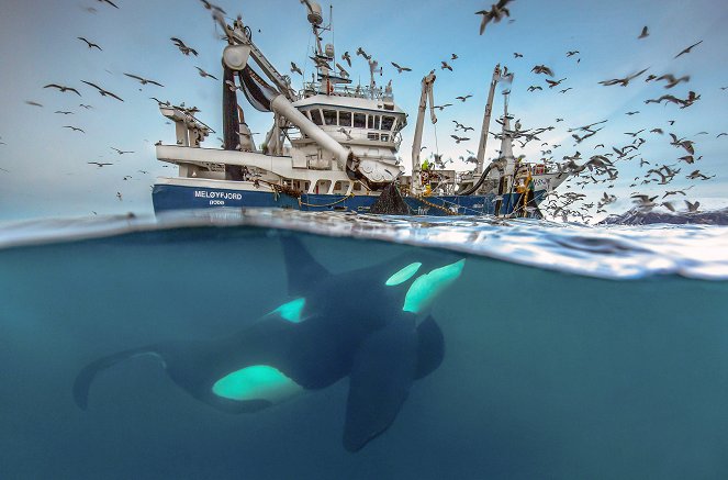 Norvège : Le festin des orques - Photos