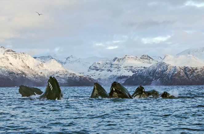 Norvège : Le festin des orques - De la película
