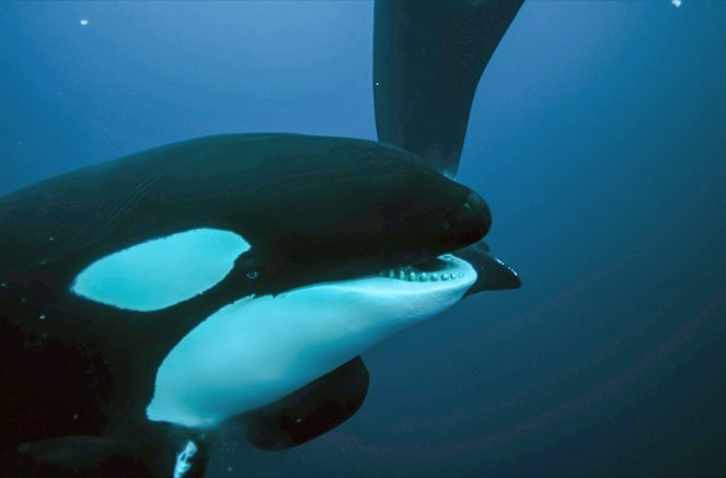 Norwegen - Schwertwalen auf der Spur - Filmfotos